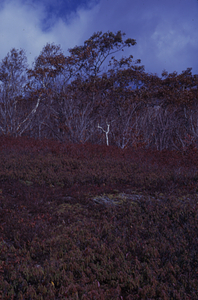 Sheep laurel (Kalmia angustifolia) and huckleberry (Gaylussacia baccata) heath on Cruise Line 12.