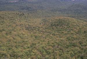 Aerial oblique view of ridge between Middle and South Branches of Birch Brook on 28 May 1972 in the Hopkins Forest.