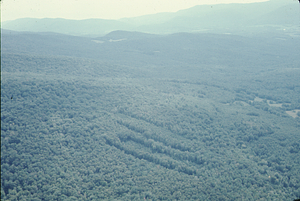 Aerial oblique view to the east of the Birch Strips in Moon Hollow on 2 Sept 1971.