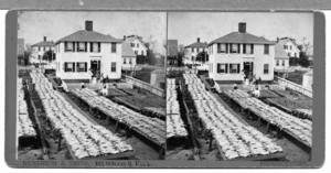 Fish drying in a backyard factory, Provincetown, Mass., undated