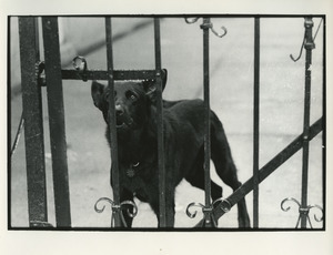 Dog behind gate