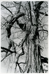Shagbark hickory bark