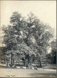 Tree Number One Hundred Forty-Seven in the Boston Common