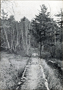 Causeway to Pratt Pines, Lynn Woods