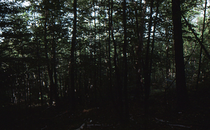 Paper birch regeneration study - Birch Strips. Isolation Strip 2.5 with dense overstory.