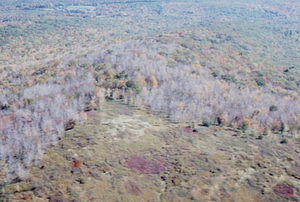 Aerial oblique view of saddle-prominent defoliation on Taconic Crest at Jim Smith Hill 14 October 1971.