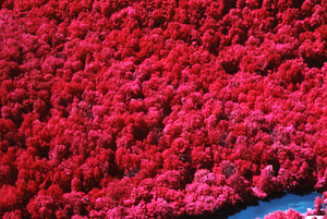 Aerial false color IR image of face of Northwest Hill adjacent to Hoosic River. False Color Infrared/True Color Project.