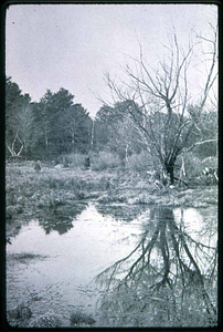 North Saugus, Hones cranberry bog