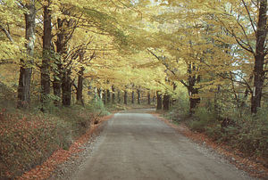 Sugar maple hedgerow on Northwest Hill Road in golden autumnal foliage 2.