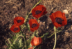 Oriental Poppy in Buxton Garden