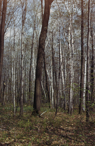 Red oak (Quercus rubra) and paper birch (Betula papyrifera) in Bovee Farm in the South Branch of Birch Brook Watershed, permanent plot 0910.