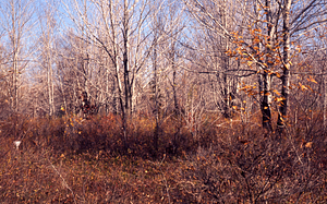 Along south side of Lower Loop Trail.
