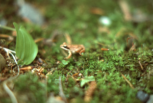 Wood frog in Beinecke Stand.