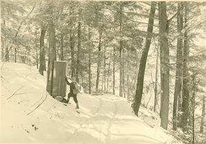 Forestry and Wildlife Management - Mt. Toby Forest