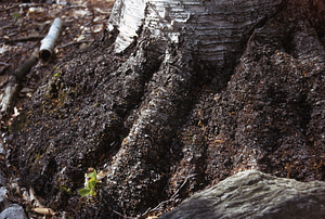 Paper birch (Betula papyrifera) root burl with sprouts.
