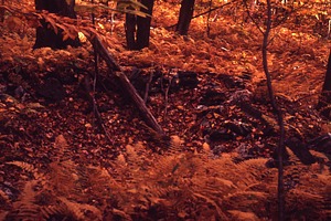 House site cellar hole with hayscented ferns between Middle and South Branch Birch Brook.