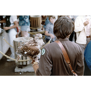 Bird of prey and handler at Toronto Zoo