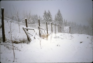 Maya dog by snow covered orchard fence