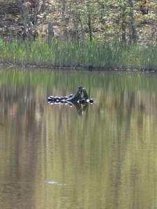 Painted turtles basking on a fallen trunk in a pond, Wellfleet Bay Wildlife Sanctuary