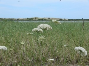 Queen Anne's lace flowering by a marsh