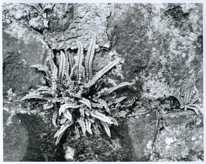 Spleenwort on wall in garden