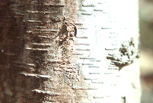 Close-up of pink slime mold Myxomycota on black birch.