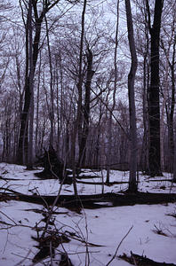 Large red oak (Quercus rubra) and young beech (Fagus grandifolia) with dead and down chestnut (Castanea dentata) on ridge dividing North and Middle Branches of Birch Brook.