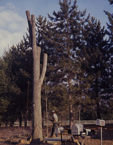 Cutting down Dutch elm diseased American elm (Ulmus americana) at the northeastern corner of intersection of Bulkley Street and Northwest Hill Road.