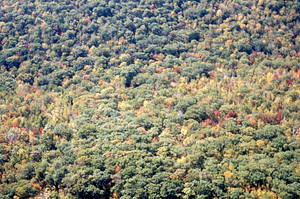 Aerial oblique view of North Branch Birch Brook ca. Plot 0516 on 14 October 1971.