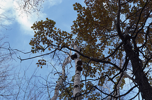 Live red oak (Quercus rubra) and declining gray birch (Betula populifolia) along Taconic Crest Trail.