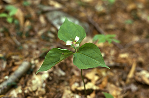 Painted trillium (Trillium undulatum).