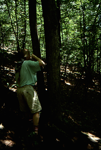Dawn Biehler (Class of 1997) cores a hop-hornbeam (Ostrya virginiana) sample tree in Permanent Plot 0442.