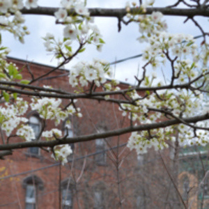 Tree Flowers