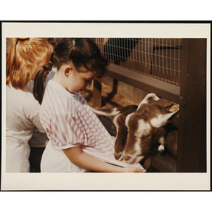 A girl feeding two goats over a fence