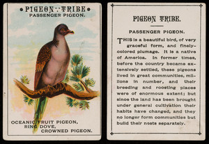 Pigeon tribe, passenger pigeon, location unknown, undated