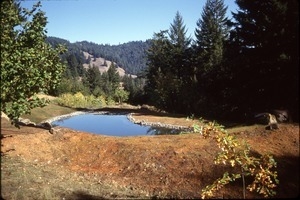 Pond after construction and rock border