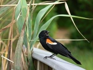 Red winged blackbird (male) vocalizing and perched on a railing near a patch of reeds, Wellfleet Bay Wildlife Sanctuary