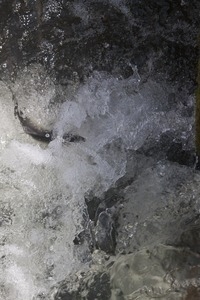 Alewife in roiling water at the base of the waterfall during the herring run at the Stony Brook Grist Mill and Museum