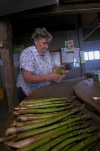 Hibbard Farm: woman at a round table, bunching asparagus