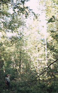 Taber Allison in the Birch Strips - strip 2.