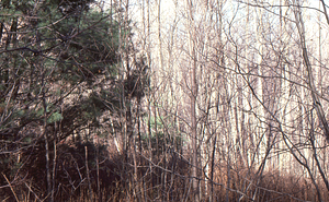 Large white pine in the center of the main strawberry-hay field in the Moon Lot - Primmer Farm.