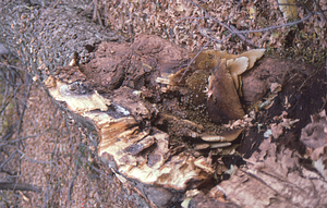 Bee-tree sugar maple (Acer saccharum) in sugarbush felled during the 4 October 1987 snowstorm.