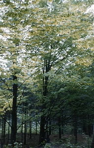 Mt. Hope Farm Sugar Bush with 8.0% sugar content tree #18 in the Cobble bush.