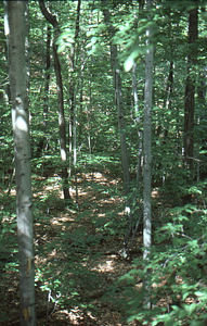 U.S. Dept. Interior Acid Rain, Acid Soils Study. American beech site, forest trees.