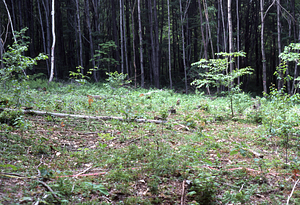 NSF-URP Coppice Woodlot Study. Red maple seedlings 5 weeks after cutting.