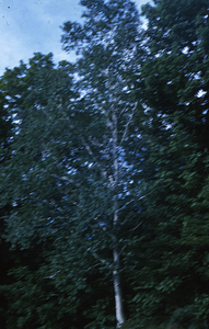 Blue Birch Tree.