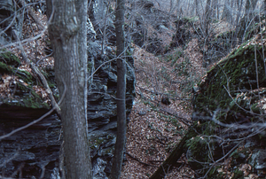 Williams Caves entrance area along boundary between the Humes II and Black Lots.