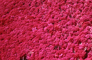 Aerial false color IR image of east side of Taconic Crest at permanent plot 1205. False Color Infrared/True Color Project.