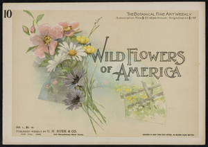 Wild flowers of America : flowers of every state in the American Union. Vol. 1., No. 10