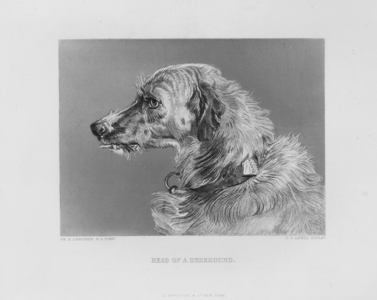 Engraving "Head of a Deerhound"